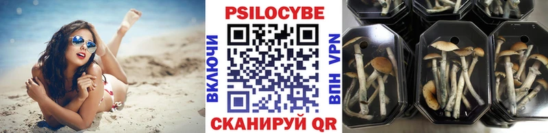 где можно купить Кинель Галлюциногенные грибы GOLDEN TEACHER